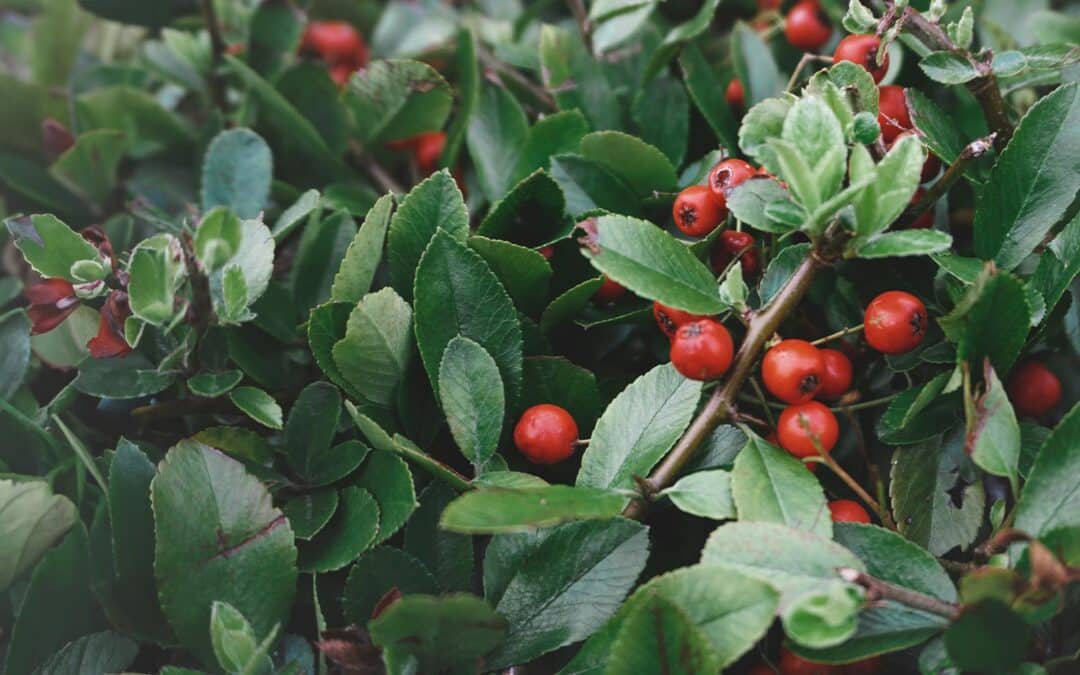 Rosehip Oil: Benefits for Skin and Scars, What you need to know