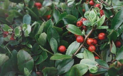 Rosehip Oil: Benefits for Skin and Scars, What you need to know